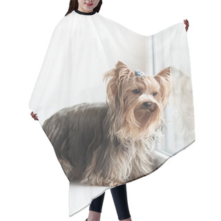 Personality  Yorkshire Terrier Near A Window Hair Cutting Cape