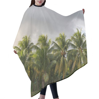Personality  Coconut Trees And Tropical Farm In Guadeloupe With Cloudy Sky Hair Cutting Cape