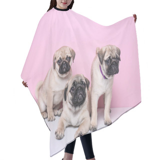 Personality  Cute Pug Puppies On Color Background Hair Cutting Cape
