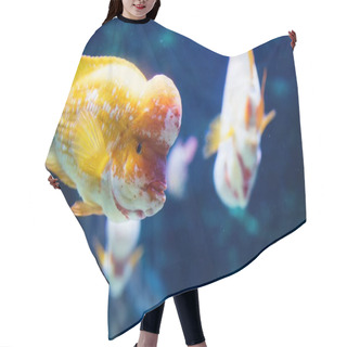 Personality  Portrait Of Flowerhead Cichild Fish  Hair Cutting Cape