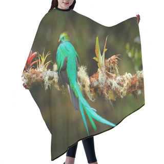 Personality  Exotic Bird With Long Tail. Resplendent Quetzal, Pharomachrus Mocinno, Magnificent Sacred Green Bird From Savegre In Costa Rica. Rare Magic Animal In Mountain Tropic Forest. Birdwatching In America. Hair Cutting Cape