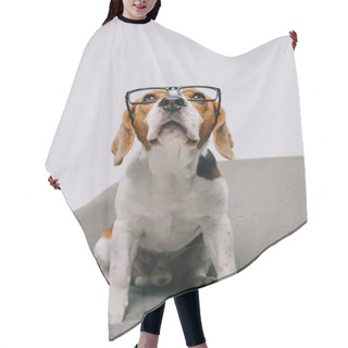 Personality   Purebred Beagle Dog In Glasses Isolated On Grey Hair Cutting Cape