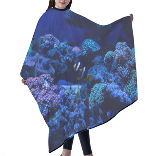 Personality  Fish Swimming Under Water In Aquarium With Corals Hair Cutting Cape