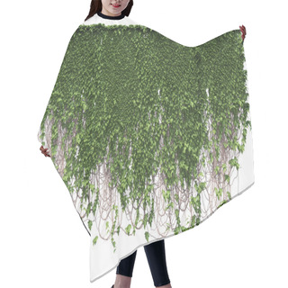 Personality  Ivy Green Plant Isolated On White Background Hair Cutting Cape