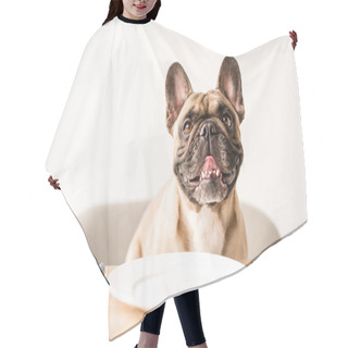 Personality  French Bulldog With Empty Plate Hair Cutting Cape