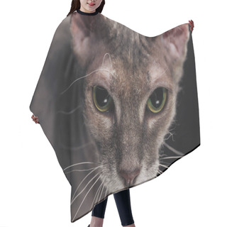 Personality  Close Up Of Domestic Grey Sphynx Cat Isolated On Black Hair Cutting Cape