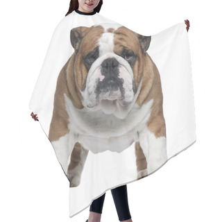 Personality  English Bulldog, 2 Years Old, Standing In Front Of White Background Hair Cutting Cape