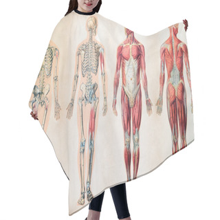 Personality  Old Vintage Anatomy Charts Of The Human Body Hair Cutting Cape