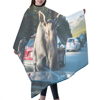 Personality  Wild Bull Moose On Road. Nature, Fauna      Hair Cutting Cape