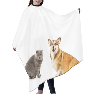 Personality  Adorable Grey British Shorthair Cat And Welsh Corgi Pembroke Sitting And Looking At Camera Isolated On White Background  Hair Cutting Cape