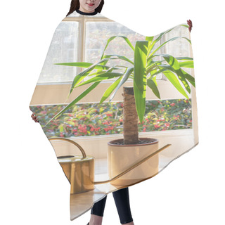 Personality  House Plant In The Window Inside A Beautiful New Home Or Flat Hair Cutting Cape