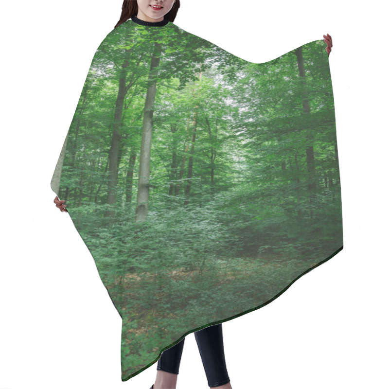 Personality  beautiful trees with green leaves in forest in Wurzburg, Germany hair cutting cape