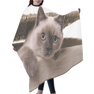 Personality  Nosy Little Cat Hair Cutting Cape