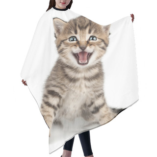 Personality  Beautiful Cute Little Kitten Meowing And Smiling Hair Cutting Cape