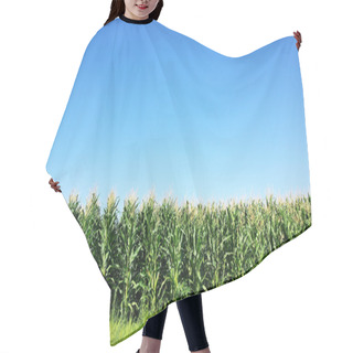 Personality  Green Corn Field At Portugal Hair Cutting Cape