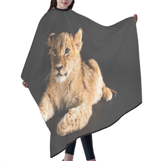 Personality  Adorable Lion Cub Lying Isolated On Black Hair Cutting Cape