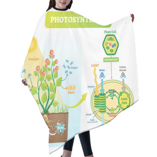 Personality  Photosynthesis Biological Vector Illustration Diagram With Plan Cell Scheme. Hair Cutting Cape