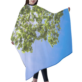 Personality  Freshness Leaves On Blue Sky And Sunlight Background Hair Cutting Cape