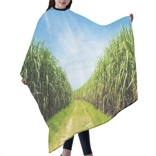 Personality  Sugarcane Field And Road With White Cloud In Thailand Hair Cutting Cape
