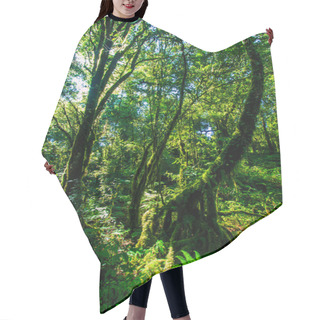 Personality  Big Trees In Primeval Forest Hair Cutting Cape
