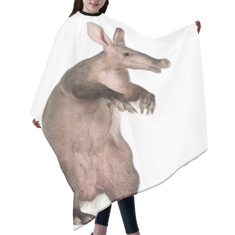 Personality  Aardvark, Orycteropus, 16 Years Old, Standing In Front Of White Background Hair Cutting Cape
