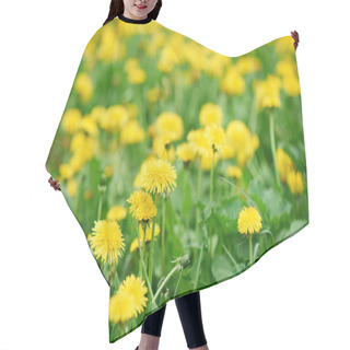 Personality  Selective Focus Of Beautiful Bright Yellow Blooming Dandelions  Hair Cutting Cape