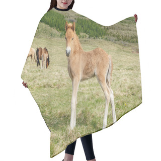 Personality   Icelandic Horse Foal Hair Cutting Cape