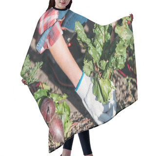 Personality  Farmer Harvesting Beets Hair Cutting Cape
