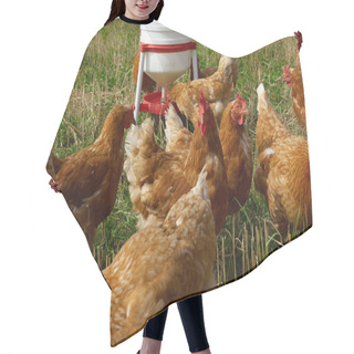 Personality  Free Range Organic Chickens Hair Cutting Cape