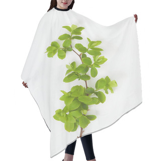 Personality  Top View Of Tree Branch With Blooming Green Leaves On White Background Hair Cutting Cape