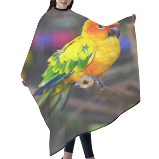 Personality  Sun Conure Parrot On A Tree Branch Hair Cutting Cape
