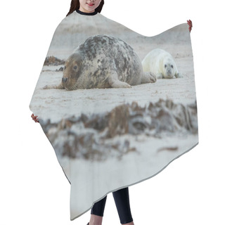 Personality  Seals On The Beach On Dune Island Hair Cutting Cape