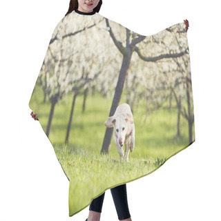 Personality  Dog Is In Spring Nature Hair Cutting Cape