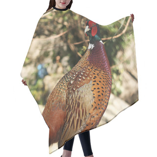 Personality  Colorful Pheasant Cock Hair Cutting Cape