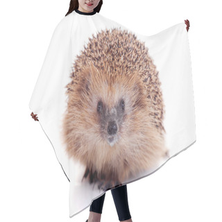 Personality  European Hedgehog On White Background Hair Cutting Cape