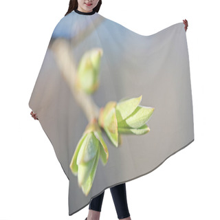 Personality  First Leafes And Kidneys  In Spring Inbright Sunlight Hair Cutting Cape