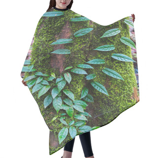 Personality  Creeper Plant Growing Around Tree Hair Cutting Cape