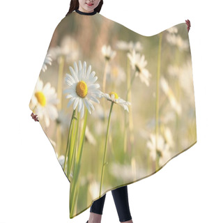Personality  Daisies On A Spring Meadow At Dusk. Hair Cutting Cape