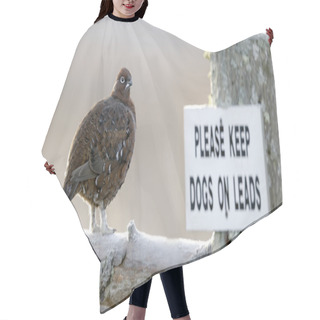 Personality  Red Grouse, Lagopus Lagopus Scoticus Hair Cutting Cape