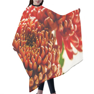 Personality  Large Red Chrysanthemums On The Autumn Nature Blurred Background  Hair Cutting Cape