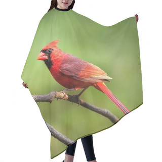 Personality  Male Northern Cardinal Hair Cutting Cape