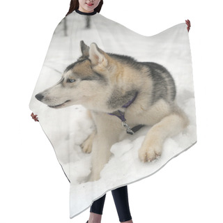Personality  Husky Dog Hair Cutting Cape