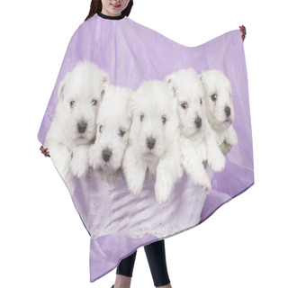 Personality  West Highland White Terrier Puppies On Violet Background Hair Cutting Cape
