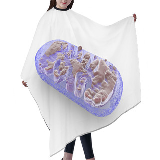 Personality  Section Mitochondria, Cell Hair Cutting Cape