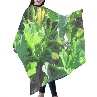 Personality  Zucchini Vegetable In Garden, Organic Vegetables Hair Cutting Cape