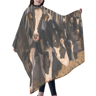 Personality  Cows In A Barn Eating Hay Hair Cutting Cape