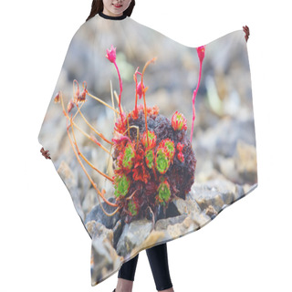 Personality  Amazing Life Forms In Arctic Desert - Stem Tuber Hair Cutting Cape
