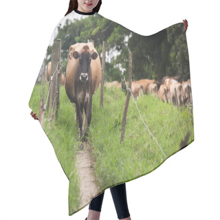 Personality  Calf In The Grass In Costa Rica Hair Cutting Cape