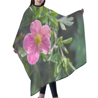 Personality  Pink Flower On A Blurry Background. Potentilla Fruticos Hair Cutting Cape