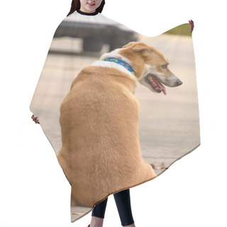 Personality  The Dog Sit Hair Cutting Cape